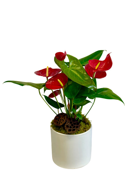 Red Anthurium Plant in White Ceramic Container – the cutting garden