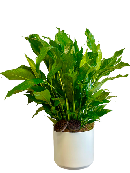 peace lily container size Large Peace Lily in White Ceramic Container – the cutting garden