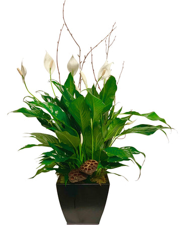 Small Peace Lily in Black Container