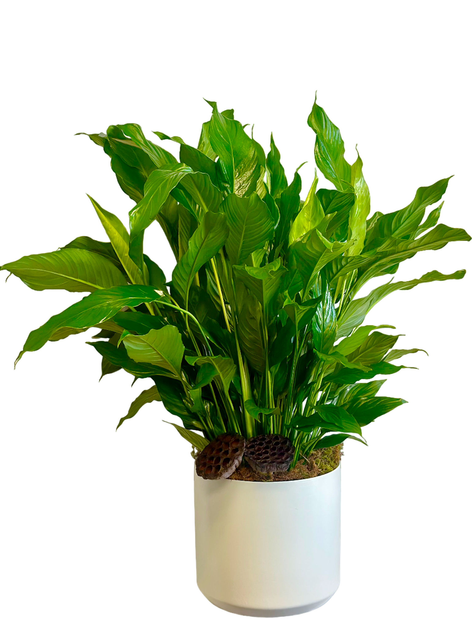 pot for a peace lily Large Peace Lily in White Ceramic Container – the cutting garden