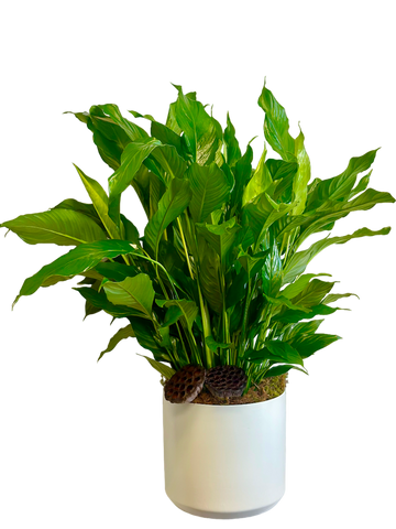 Large Peace Lily in White Ceramic Container
