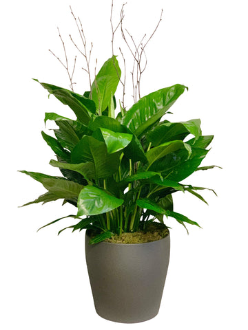 Medium Peace Lily in grey ceramic container