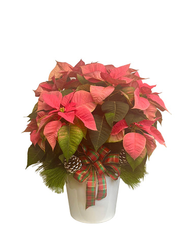 Medium Pink Poinsettia in a White Container