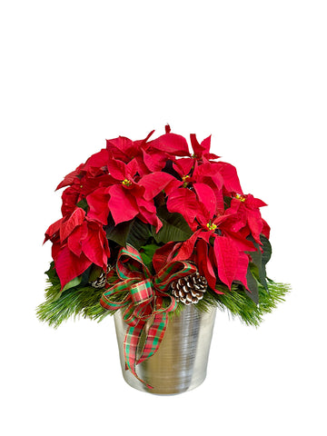 Medium Red Poinsettia in a Silver Container