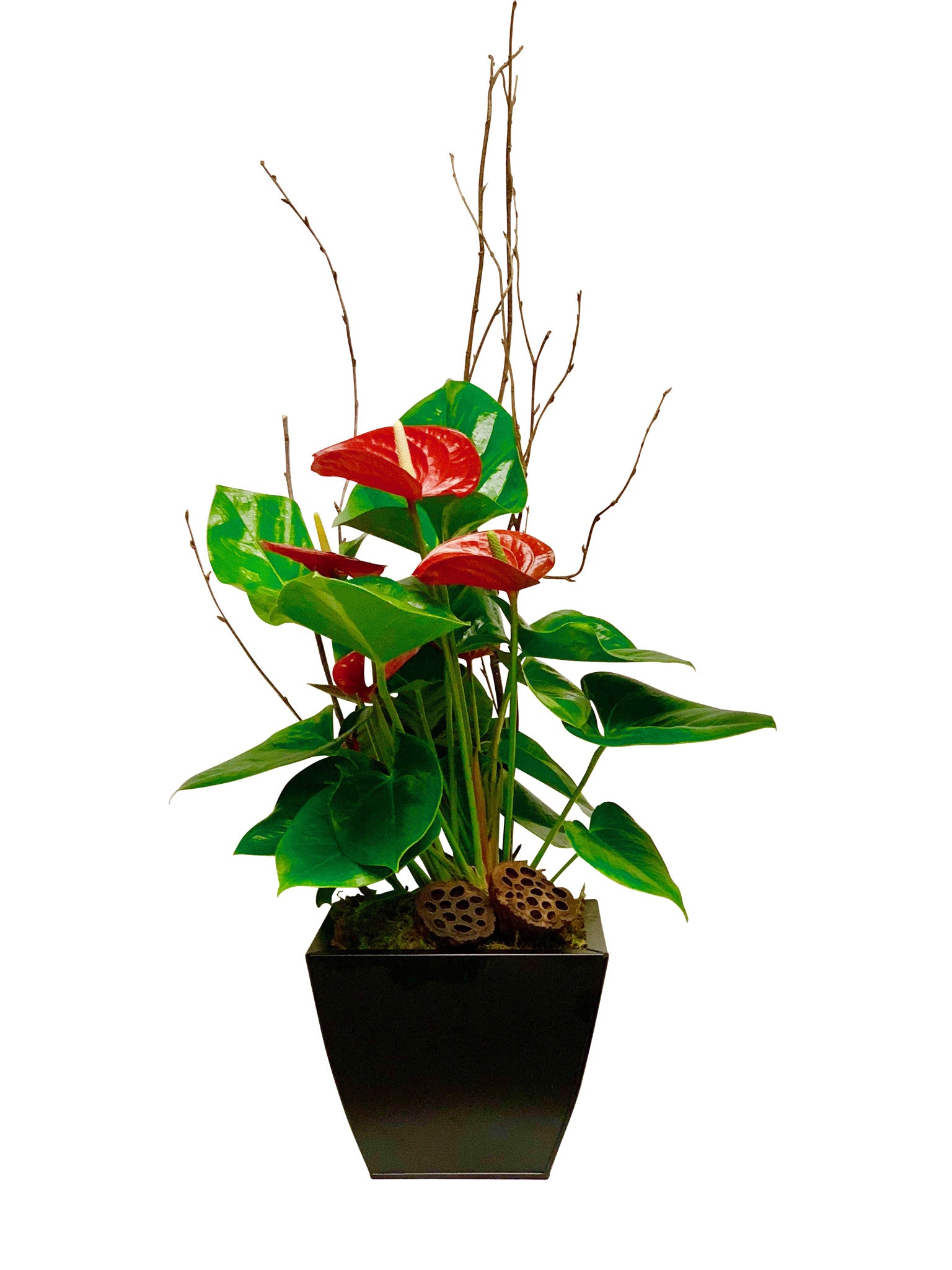 Anthurium – the garden