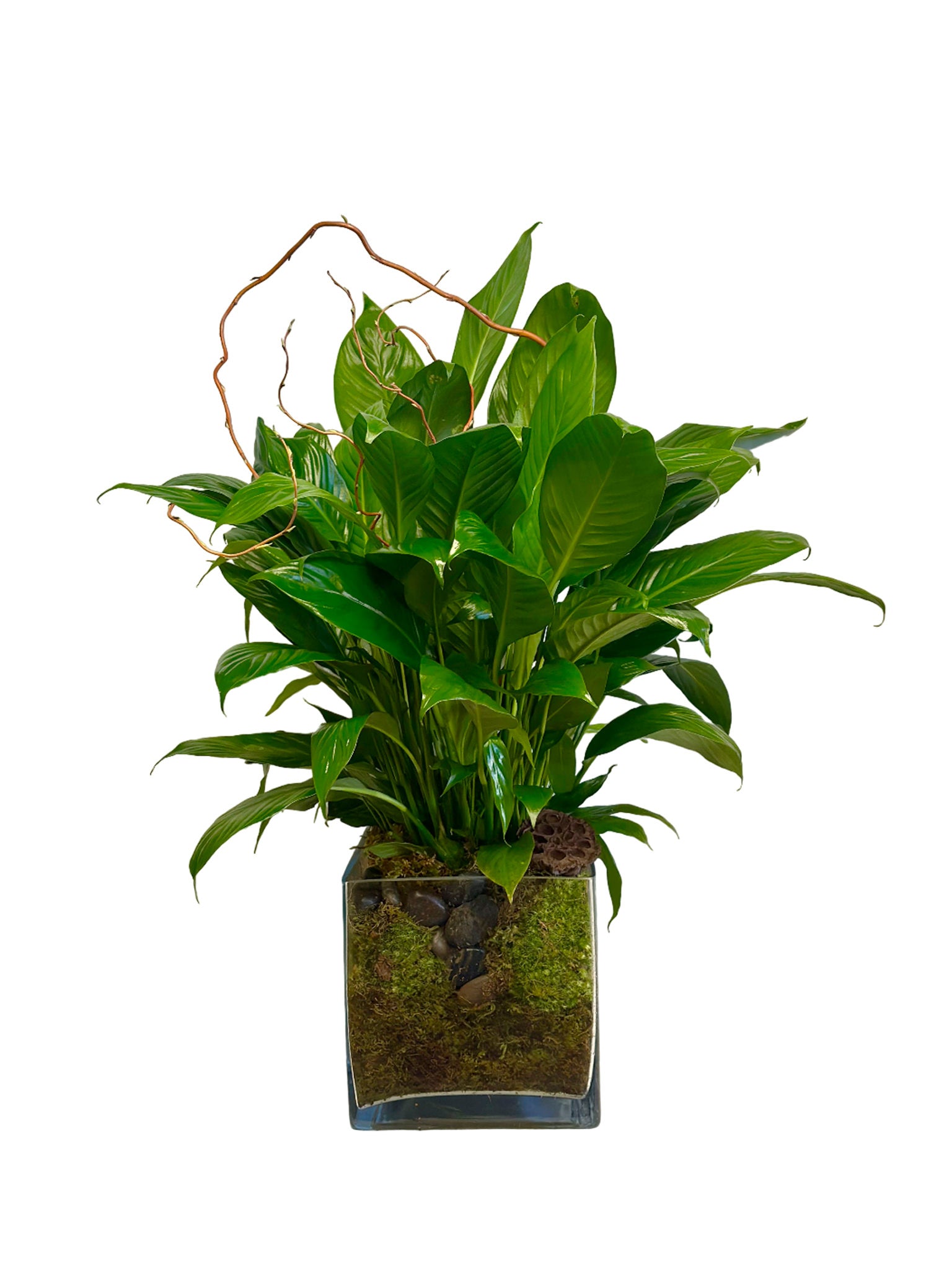 cuttings from peace lily Small Peace Lily in Glass Cube – the cutting garden